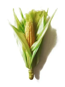 Single ear of corn isolated on white background Stock Photos