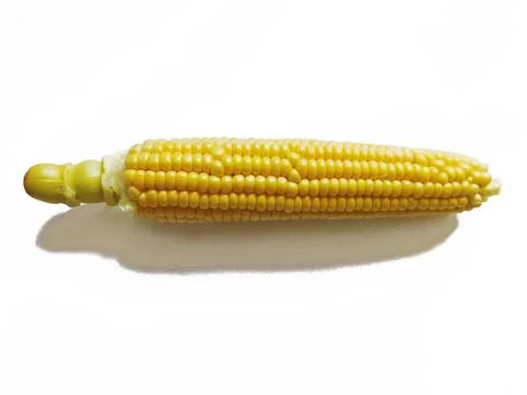 Single ear of corn isolated on white background Stock Photos