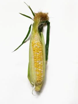 Single ear of corn isolated on white background Stock Photos