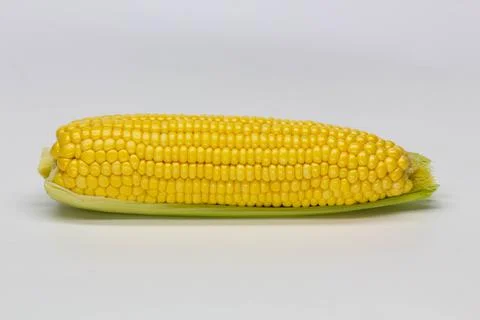 Single ear of corn isolated on white background. Isolated Stock Photos
