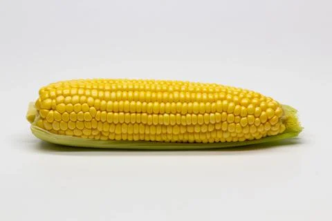 Single ear of corn isolated on white background. Isolated Stock Photos