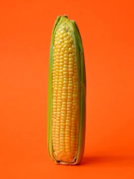Single ear of corn Stock Photos
