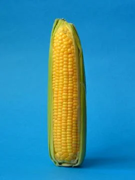 Single ear of corn Stock Photos