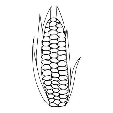 Single ear of corn. Sketch vector illustration Stock Illustration