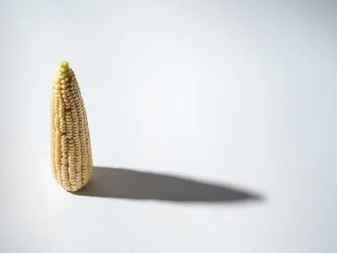 Single ear corn on white background. Stock Photos