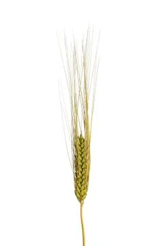 Single Ear of Wheat on a White Background Stock Photos