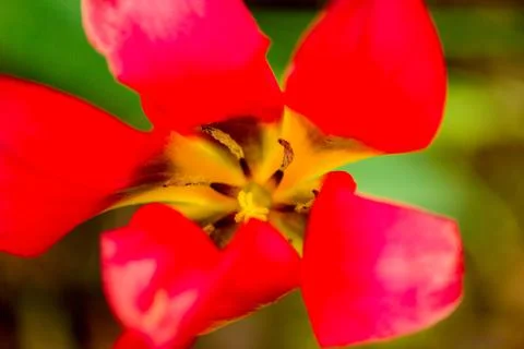 Single early Tulip close-up Stock Photos