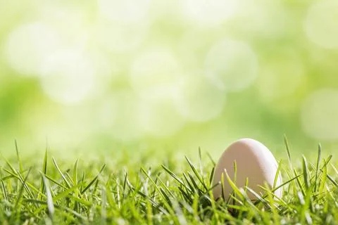 Single Easter egg nestled in vibrant green grass with soft bokeh background Stock Photos