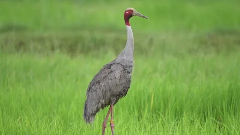 Single Eastern Sarus Crane Standing in Green Grassland Stock Footage 345693436
