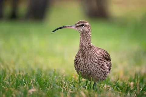 Single eaurasian or common whimbrel - Numenius phaeopus in natural habitat Stock Photos