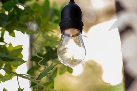 A single Edison-style light bulb hangs among green leaves Stock Photos