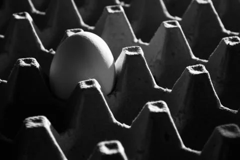 Single egg in cardboard carton Stock Photos