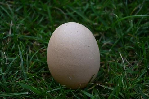 Single egg in grass Фото