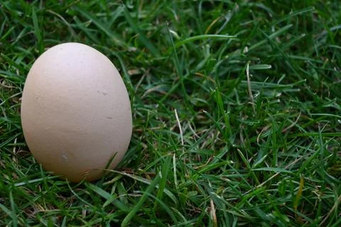 Single egg on grass Foto stock