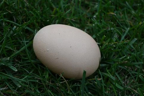 Single egg on grass Stock Photos