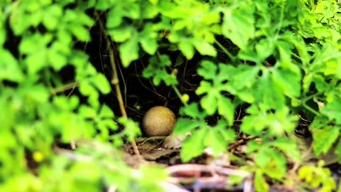 Single Egg Hidden Under Dense Green Foliage in Garden Stock Footage 338347522