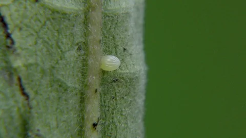 Single egg of Monarch butterfly on Common Milkweed, E USA Stock Footage 78734232