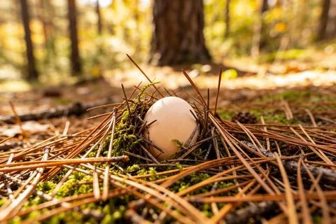 Single egg nestled in a forest floor nest of pine needles and moss Stock Photos