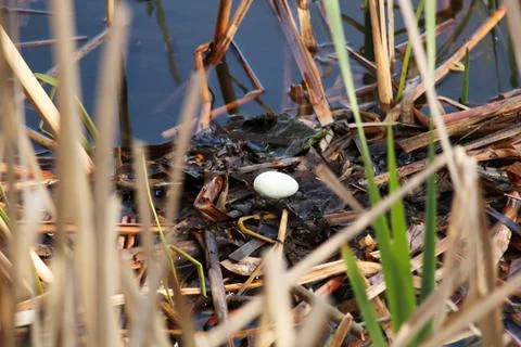 A single egg in a red necked grebe nest as parents leave to feed Stock Photos