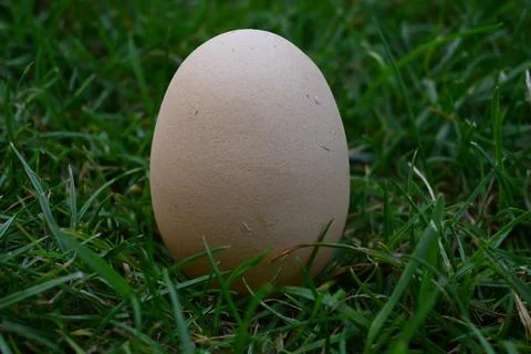 Single egg standing in grass Fotos Stock