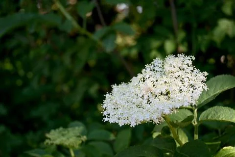 Single elderflower on plant close-up with copy space Photos