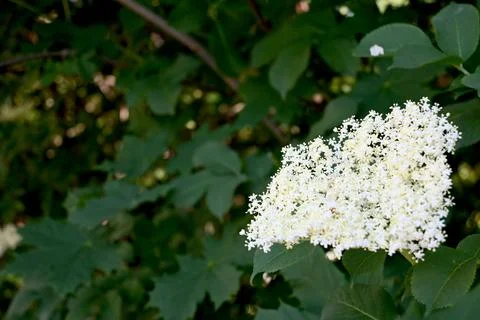 Single elderflower on plant close-up with copy space Fotos Stock