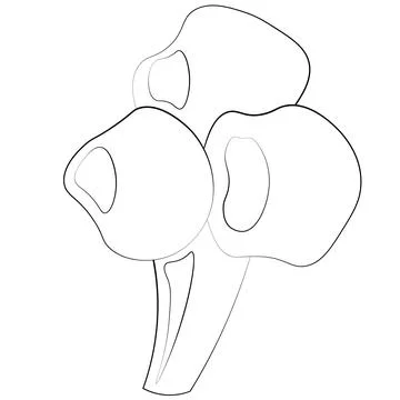 Single element Broccoli. Draw illustration black and white Stock Illustration