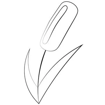 Single element Reed. Draw illustration in black and white Ilustração Stock