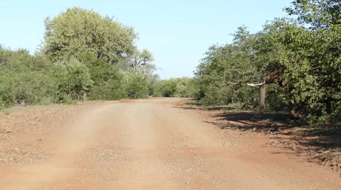 Single elephant cow crossing road Stock Footage 65249804