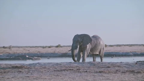 Single elephant standing in ankle deep water hole on flat plain Stock Footage 84201387