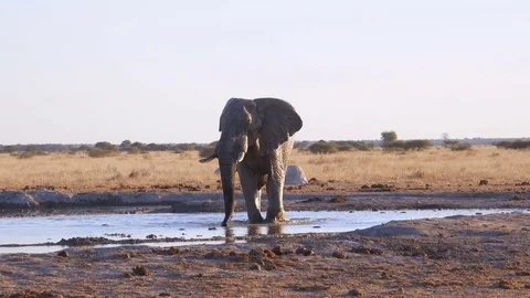 Single elephant wading in shallow water hole taking a drink Stock Footage 81416481