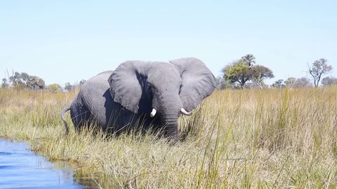 Single elephant at waters edge calmly standing in the reeds Stock Footage 81564617