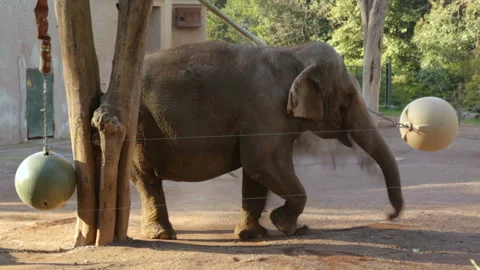 Single elephant in zoo 库存影片 107549598