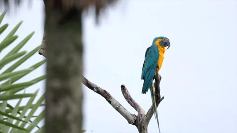 Single Endangered Tropical rainforest Blue-throated Macaw parrot wild bird Video stock 310937879