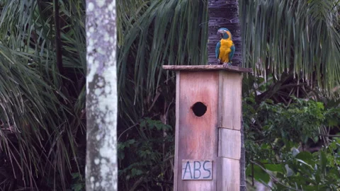 Single Endangered Tropical rainforest Blue-throated Macaw parrot wild bird Stock Footage 310937954
