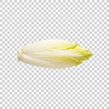Single endive chicory isolated on clean background with copy space. Fotos Stock