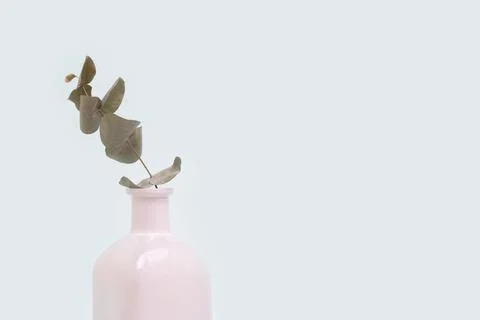 Single eucalyptus flower twig in vase in front of blue pastel background. Stock Photos