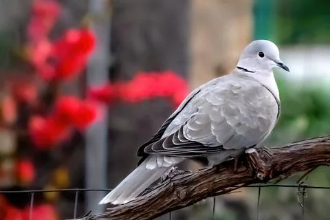 Single Eurasian collared dove or Streptopelia decaocto sitting on the branch red Stock Photos