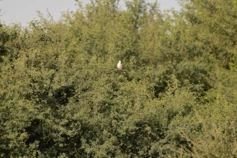 Single Eurasian collared dove perched amongst green foliage Stock Photos