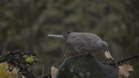 Single Eurasian collared-Dove on tee and rock. Stock Footage 151430652