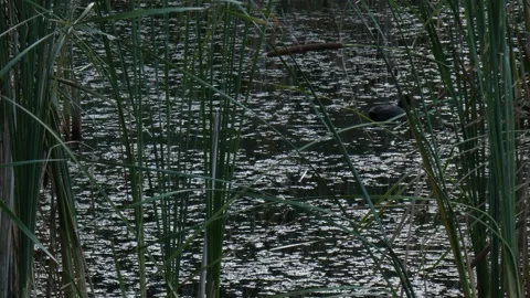 Single Eurasian coot in a vast reed bed as a metaphor for freedom Stock Footage 330316785