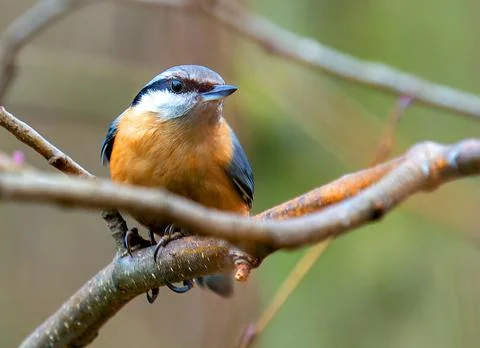 Single Eurasian Nuthatch bird on tree branch Stock Photos