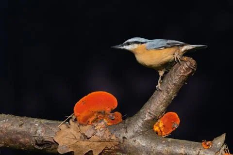 Single Eurasian Nuthatch on branch with orange mushrooms Stock Photos