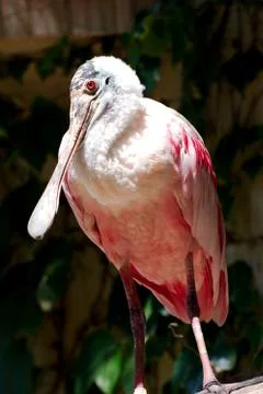 Single eurasian spoonbill Stock Photos