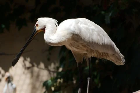 Single eurasian spoonbill 写真素材