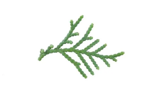Single evergreen leaf Stock Photos