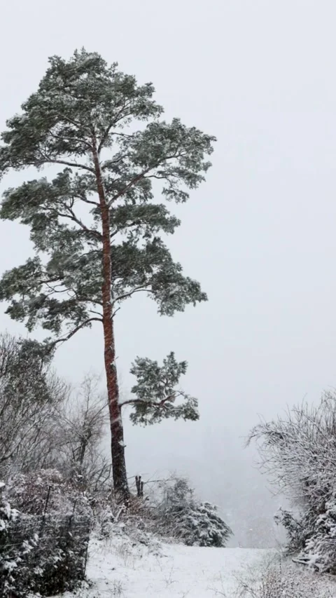 Single evergreen pine tree in a frosty foggy countryside. Snowfall in viney.. Video stock 295901096