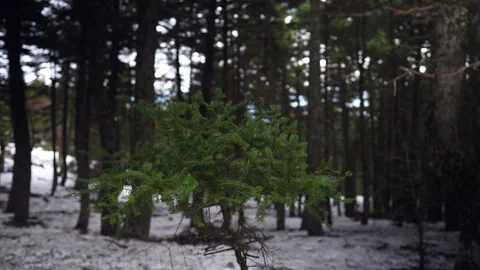 Single evergreen sapling standing prominently in a snow-dusted forest Stock Footage 275276254