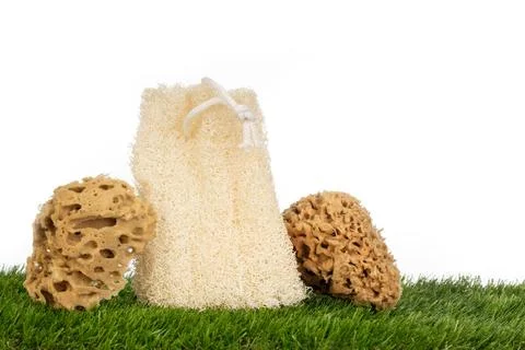 Single Exfoliating Sponge on Grass Stock-Fotos