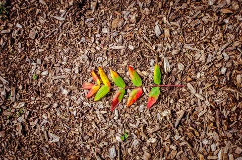 A single fall leaf against a dirt and wood chip background Stock Photos
